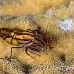 lobster_squat_dr_kb_h_0013_png0421.jpg